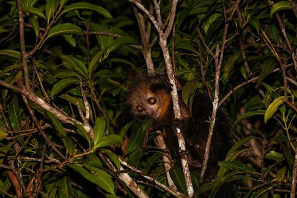 Aye-aye (Daubentonia madagascariensis) in the thicket