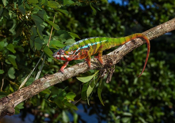 Panther chameleon (Furcifer Pardalis)