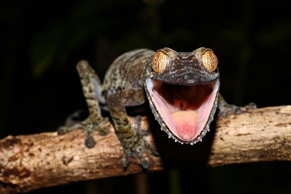 Flat-tailed gecko (Uroplatus fimbriatus) female