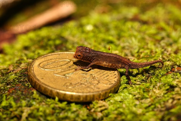 Erdchamaleon (Brookesia peyrierasi) on 10 cent coin