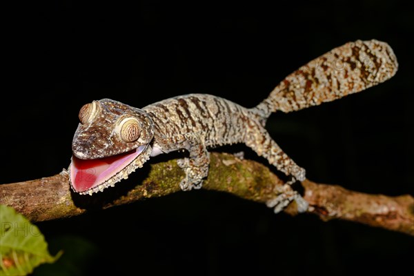 Flat-tailed gecko (Uroplatus fimbriatus) female