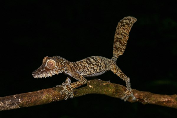 Flat-tailed gecko (Uroplatus fimbriatus) female