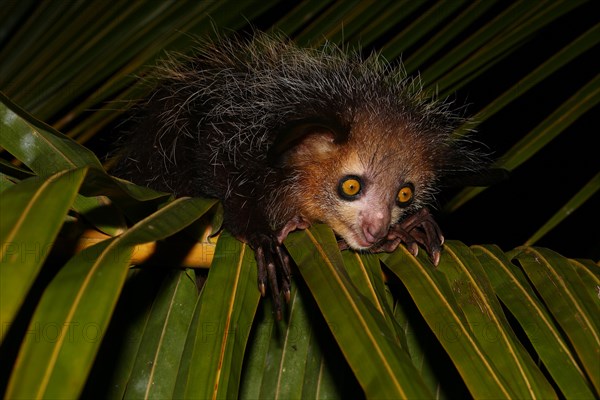 Aye-aye (Daubentonia madagascariensis) on palm leaf