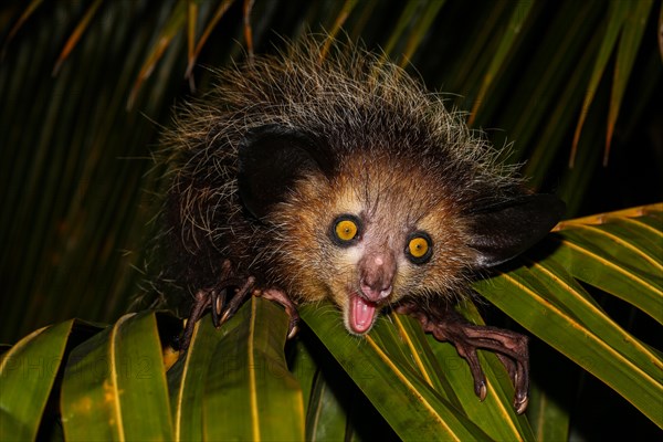 Aye-aye (Daubentonia madagascariensis) on palm leaf