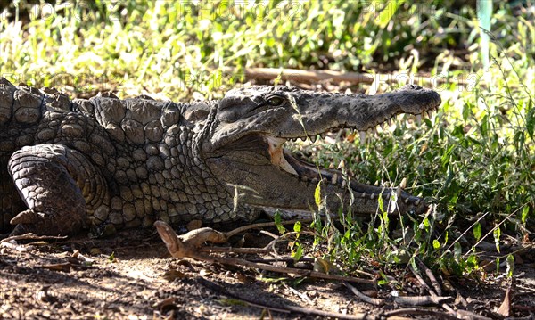 Madagascar Nile crocodile (Crocodylus niloticus madagascariensis) with open mouth