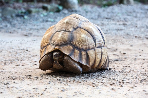 Malagasy Serrated tortoise (Astrochelys yniphora)