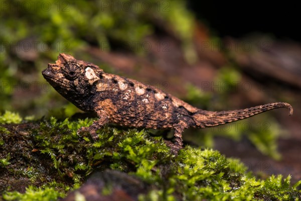 Earth chameleon species (Brookesia ebenaui)