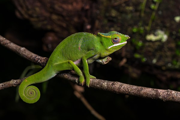 Glam-rock chamaleon (Furcifer timoni)