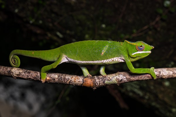 Glam-rock chamaleon (Furcifer timoni)