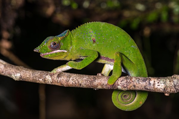 Glam-rock chamaleon (Furcifer timoni)