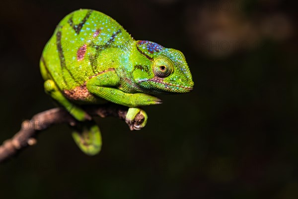 Glam-rock chamaleon (Furcifer timoni)