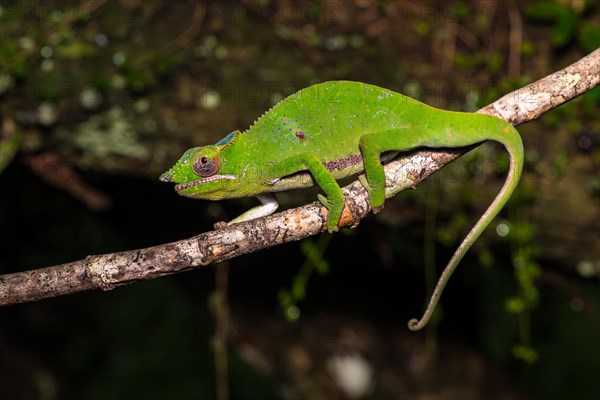 Glam-rock chamaleon (Furcifer timoni)