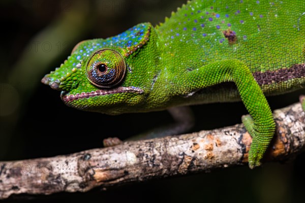 Glam-rock chamaleon (Furcifer timoni)