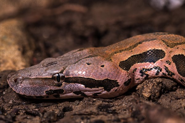 Malagasy ground boa (Acrantophis madagascariensis)