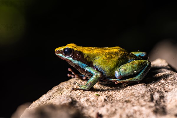 Green Madagascar Cotton Frog (Mantella viridis) sits on stone