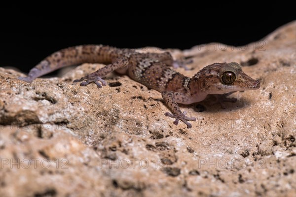 Paroedura fasciata (Paroedura fasciata)