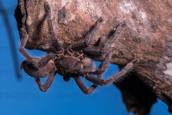 Encyocrates raffrayi (Encyocrates raffrayi) on tree trunk