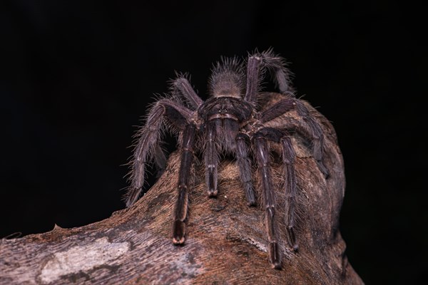 Encyocrates raffrayi (Encyocrates raffrayi) on tree trunk