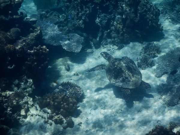 Loggerhead sea turtle (Caretta caretta)