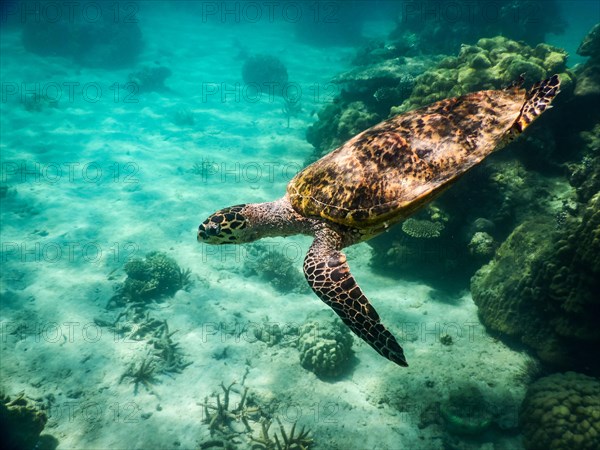 Loggerhead sea turtle (Caretta caretta)