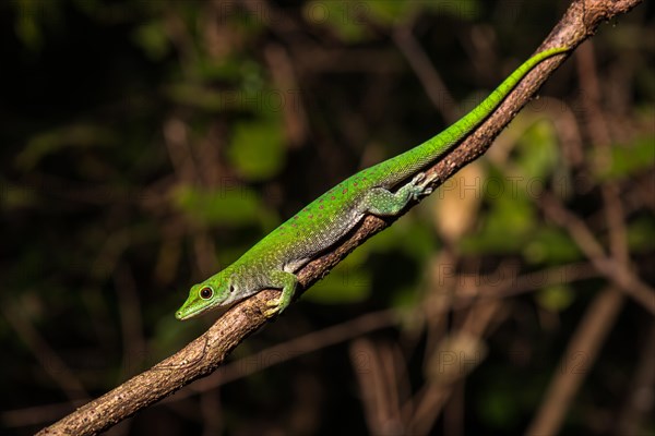 Koch's giant day gecko (Phelsuma kochi)