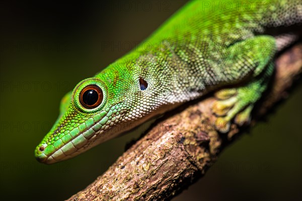 Koch's giant day gecko (Phelsuma kochi)