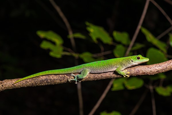 Koch's giant day gecko (Phelsuma kochi)