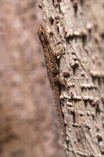 Grandidier's dwarf gecko (Lygodactylus tolampyae)