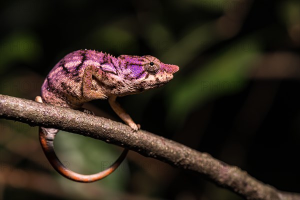 Rhinoceros chameleon (Furcifer rhinoceratus)