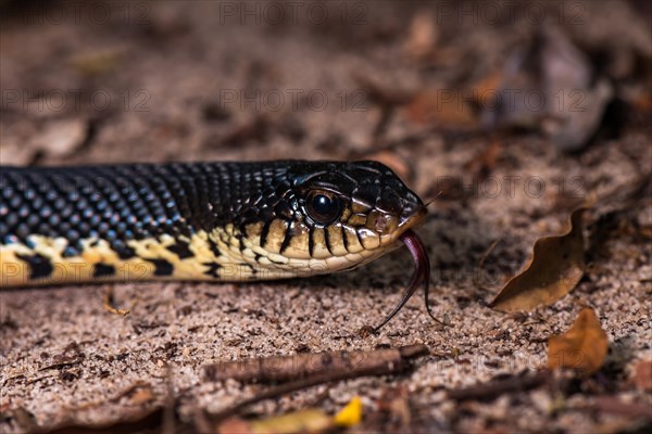 Giant Madagascan Hognose (Leioheterodon madagascariensis)