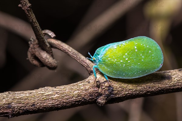 Flatid Planthopper (Phromnia intacta)