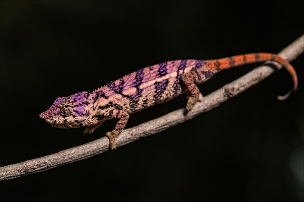 Rhinoceros chameleon (Furcifer rhinoceratus)