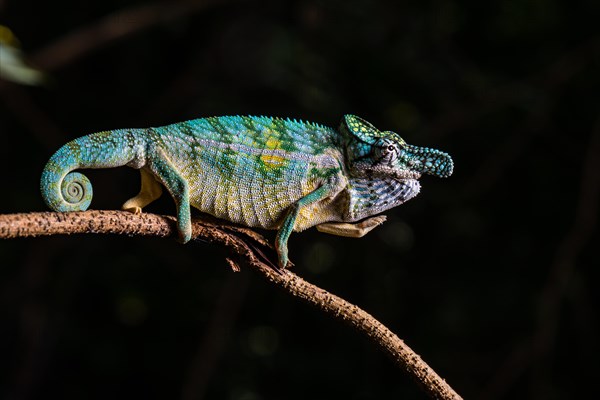 Rhinoceros chameleon (Furcifer rhinoceratus)