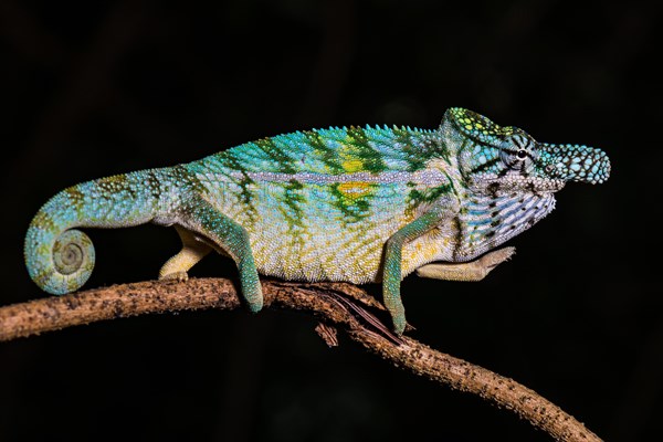 Rhinoceros chameleon (Furcifer rhinoceratus)