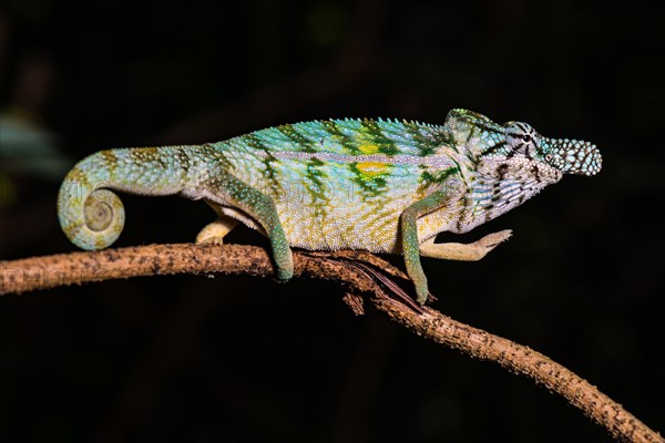 Rhinoceros chameleon (Furcifer rhinoceratus)