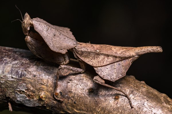 Brancsikia freyi (Brancsikia freyi)