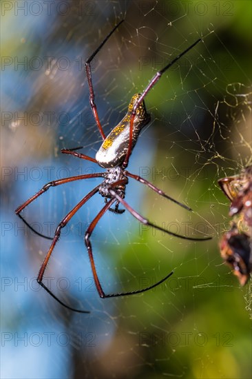 The Red-legged Golden Orb-web Spider (Nephila inaurata madagascariensis)