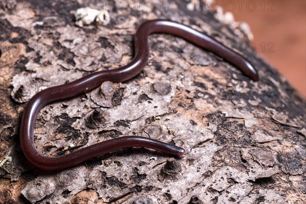 Brahminy blind snake (Ramphothyphlops braminus)