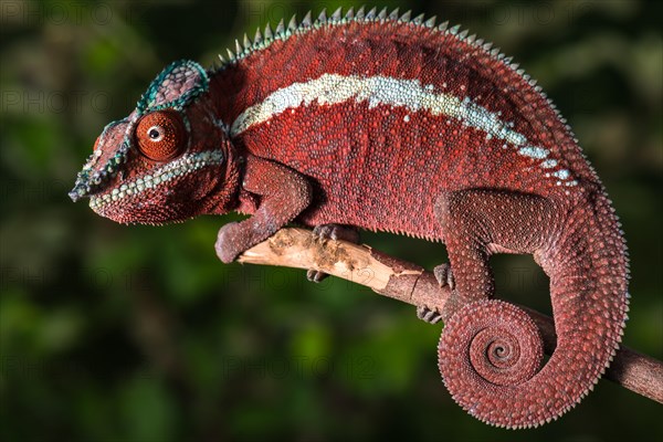 Panther chameleon (Furcifer pardalis)