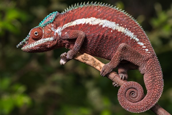 Panther chameleon (Furcifer pardalis)