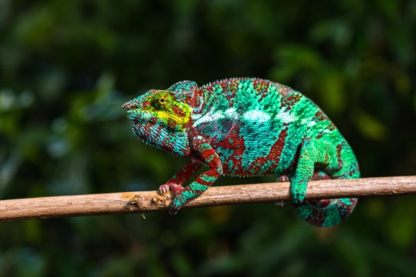 Panther chameleon (Furcifer pardalis)