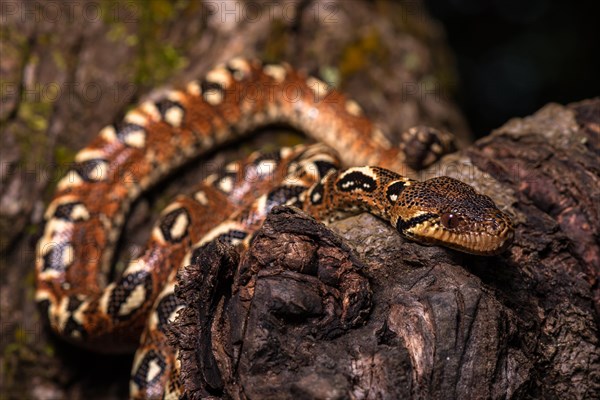 Malagasy Tree Boa (Sanzinia madagascariensis volontany) meanders along the tree