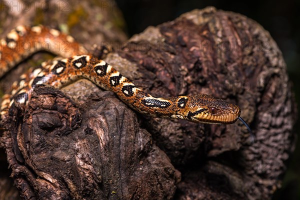 Malagasy Tree Boa (Sanzinia madagascariensis volontany) darting tongue