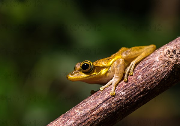 Dumeril's Bright-eyed Frog (Boophis tephraeomystax) sits on branch