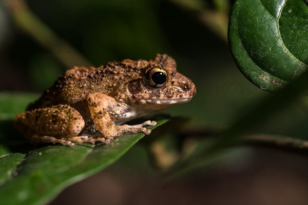 Gephyromantis (Gephyromantis) sits on leaf