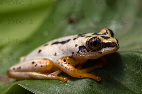 Heterixalus variabilis (Heterixalus variabilis) sits on leaf