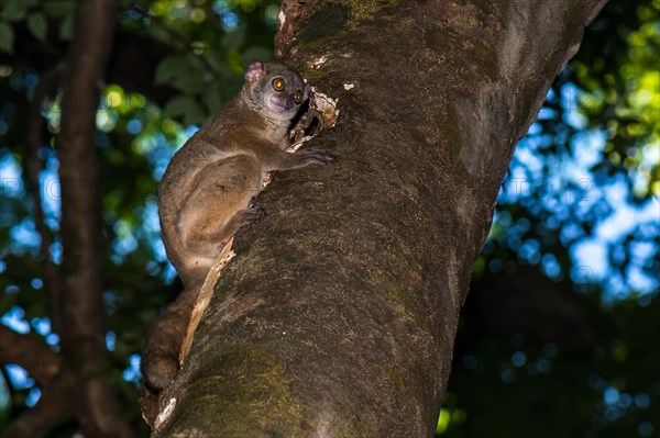 Ankarana sportive lemur (Lepilemur ankaranensis) in front of cave at tree trunk