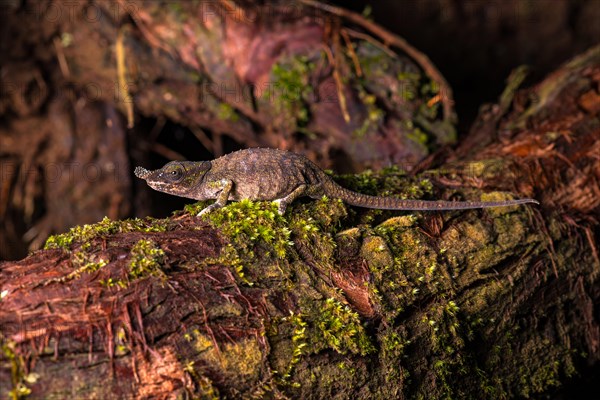 Rhinoceros chameleon species (Calumma linotum) on mossed branch