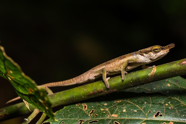 Rhinoceros chameleon species (Calumma linotum)