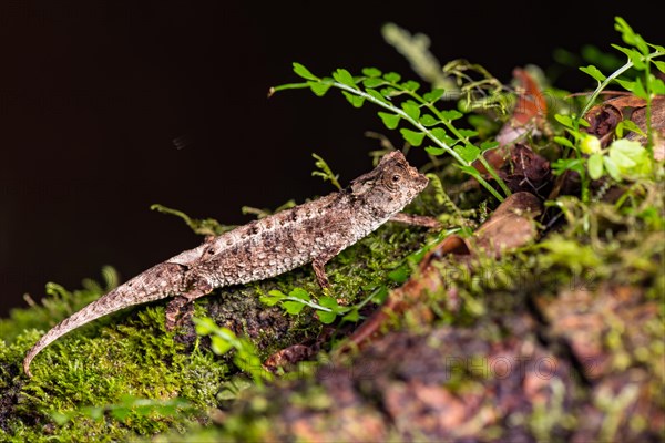 Earth chameleon species (Brookesia antakarana)